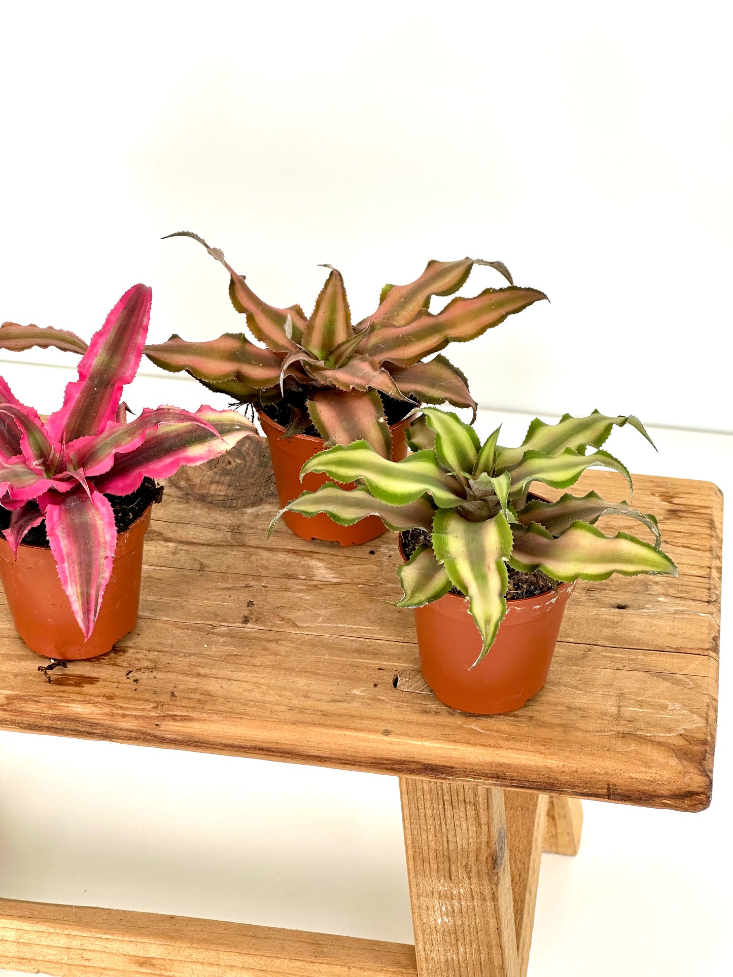 Cryptanthus - Baby plant - LUCKY DIP
