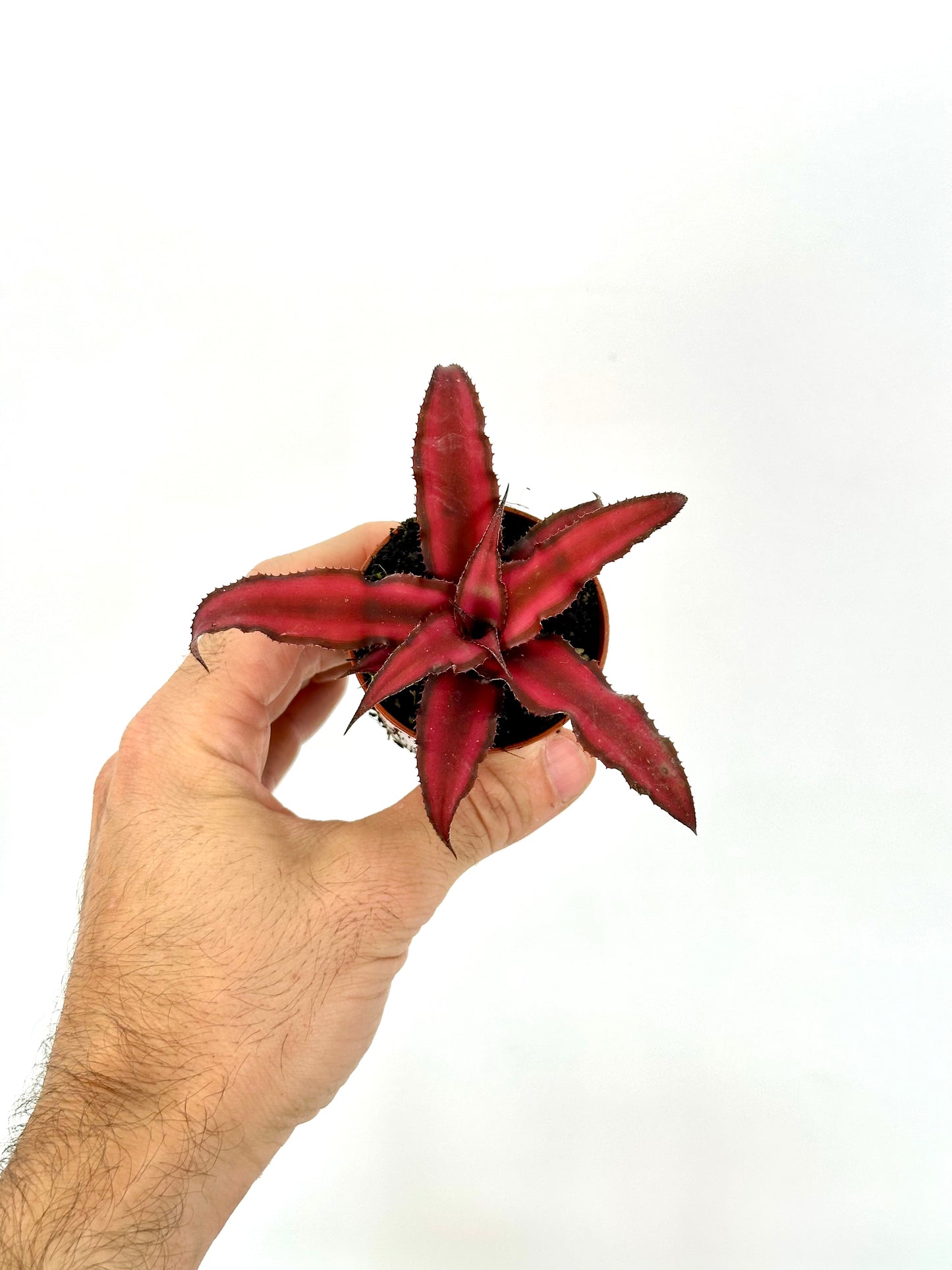 Cryptanthus - Baby plant - LUCKY DIP