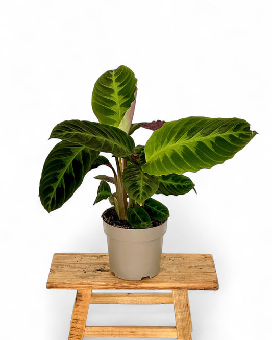 Calathea Warsewicszii