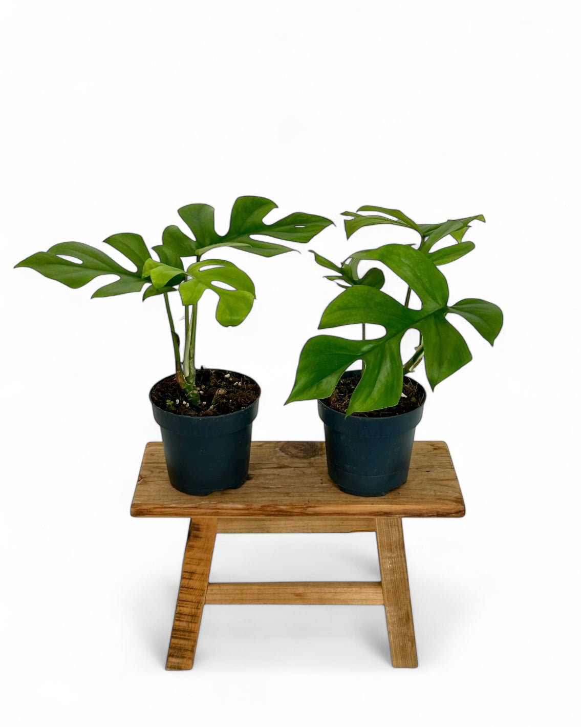 Rhaphidophora Tetrasperma - Monstera Little Sister