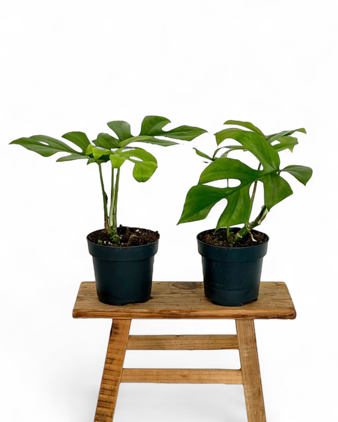 Rhaphidophora Tetrasperma - Monstera Little Sister