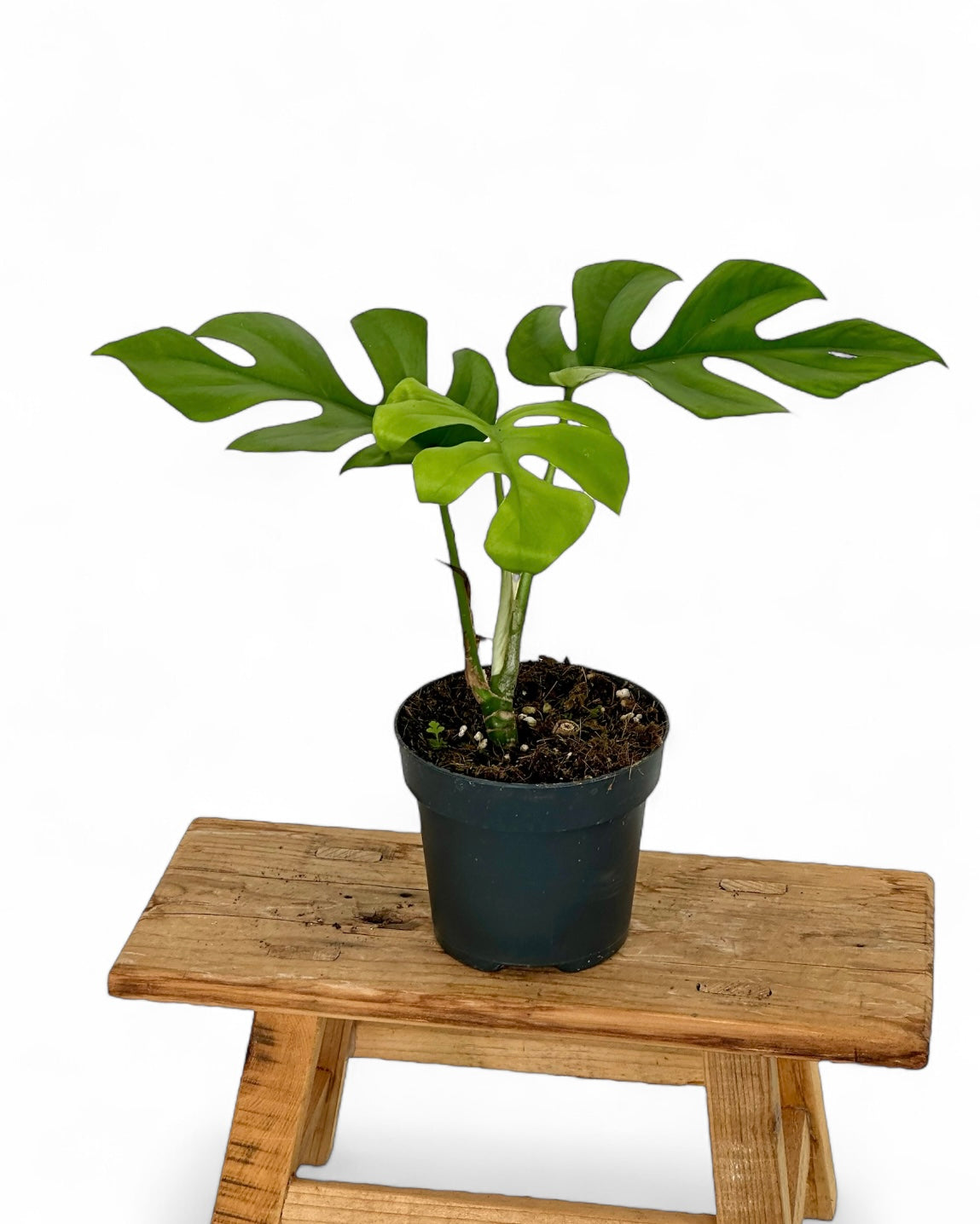 Rhaphidophora Tetrasperma - Monstera Little Sister