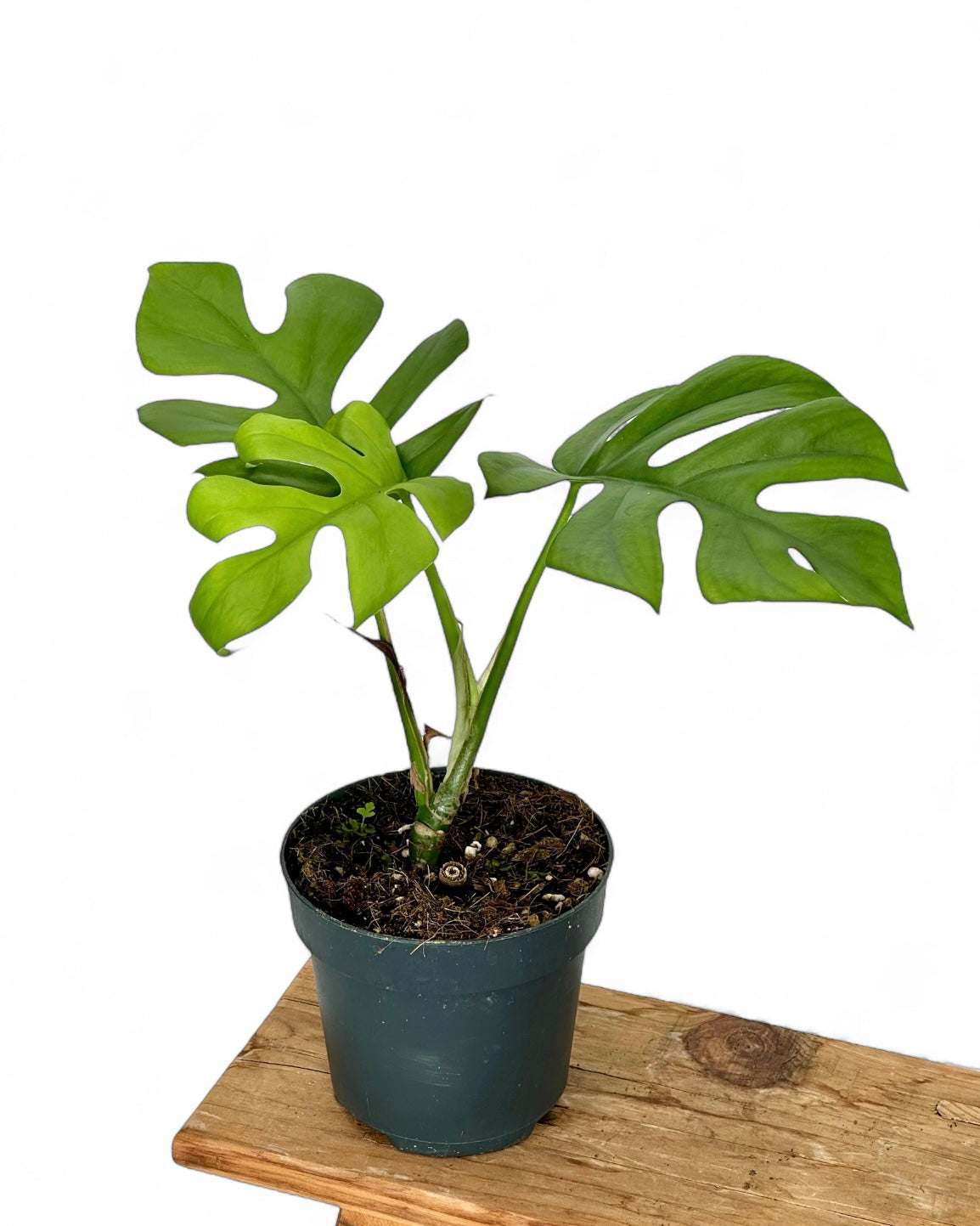 Rhaphidophora Tetrasperma - Monstera Little Sister