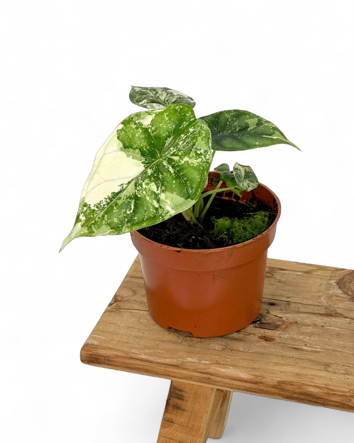 Alocasia Dragon Scale variegata