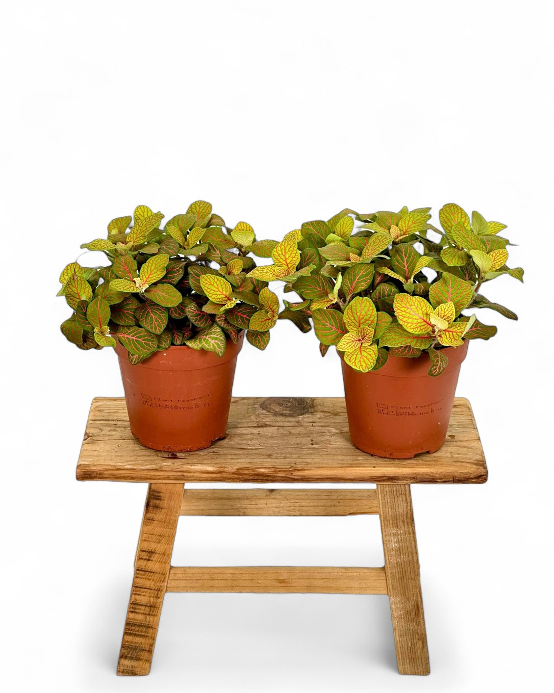Fittonia Skeleton