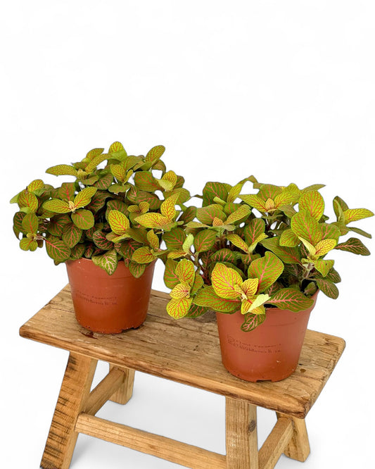Fittonia Skeleton