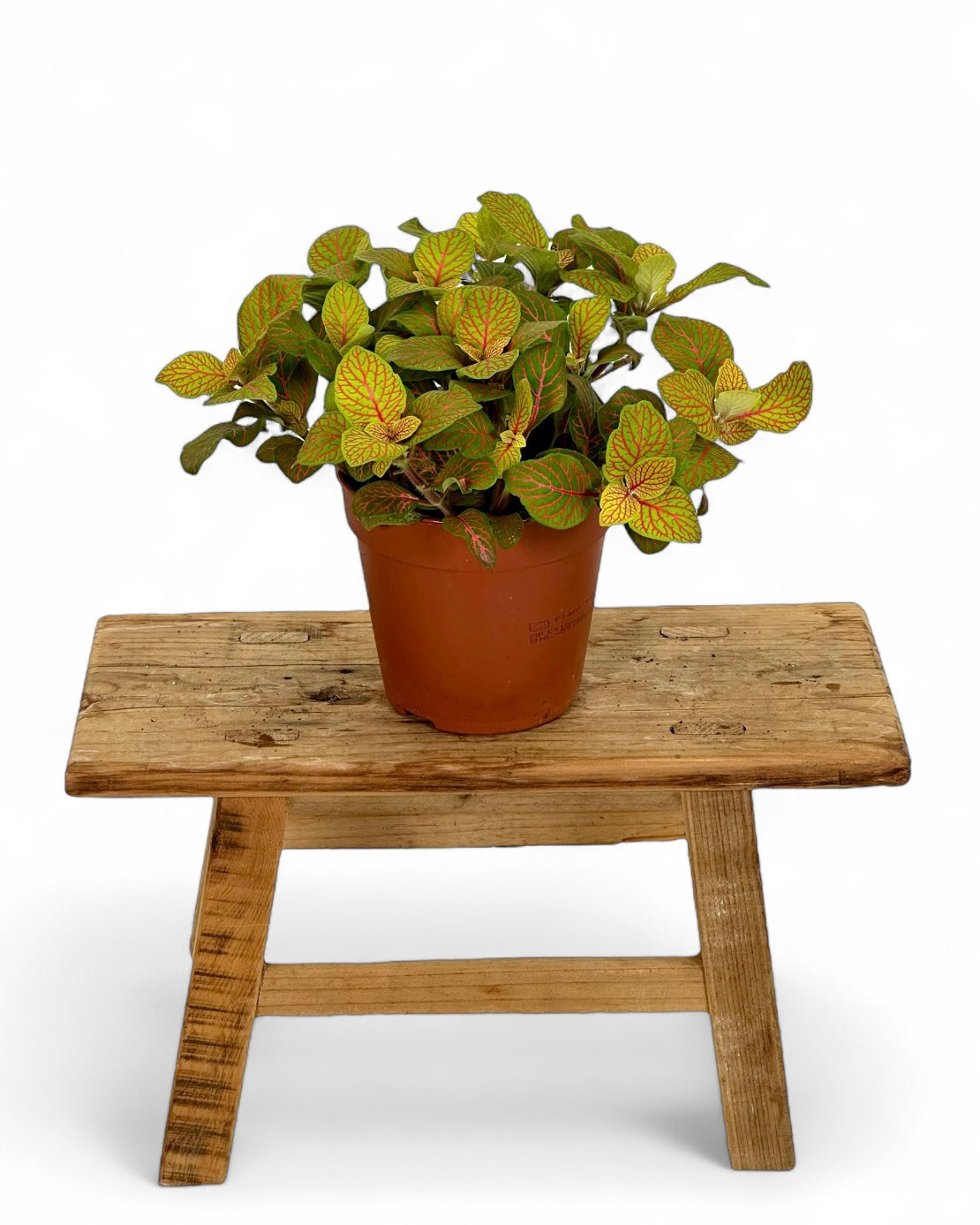 Fittonia Skeleton