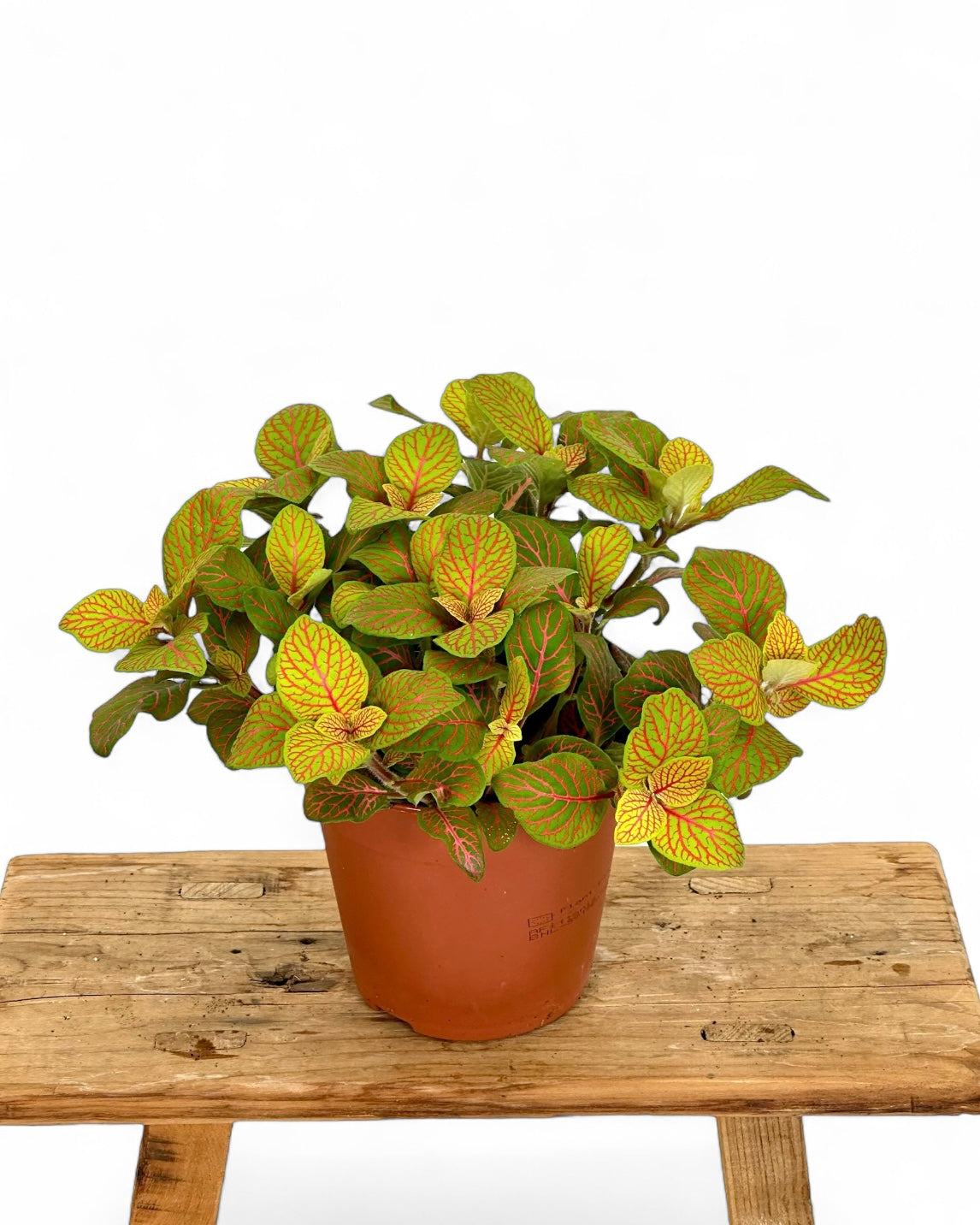 Fittonia Skeleton