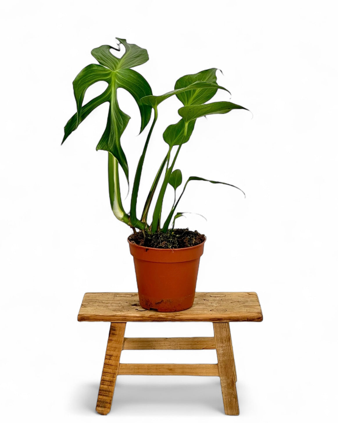 Monstera Burle Marx Flame