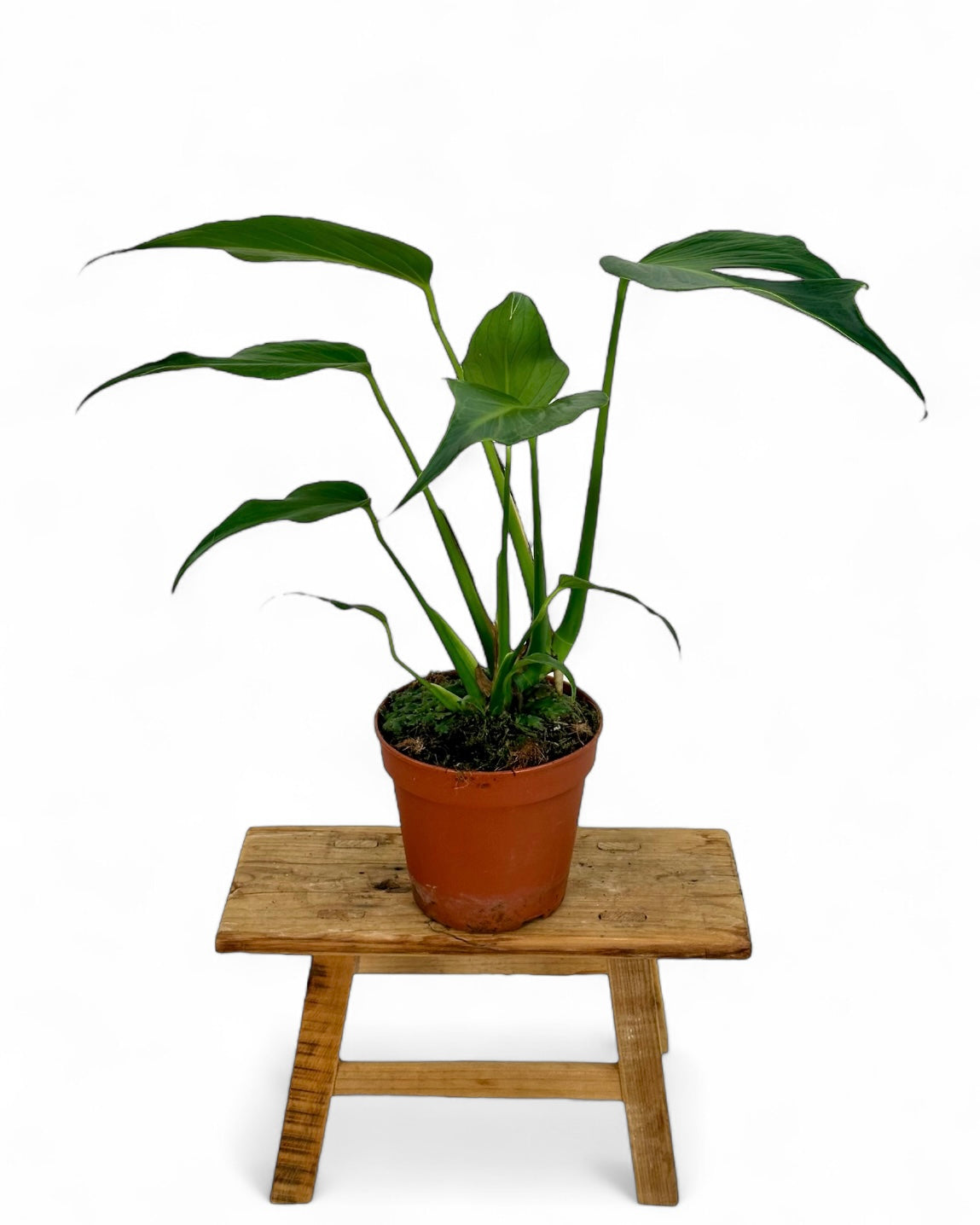 Monstera Burle Marx Flame