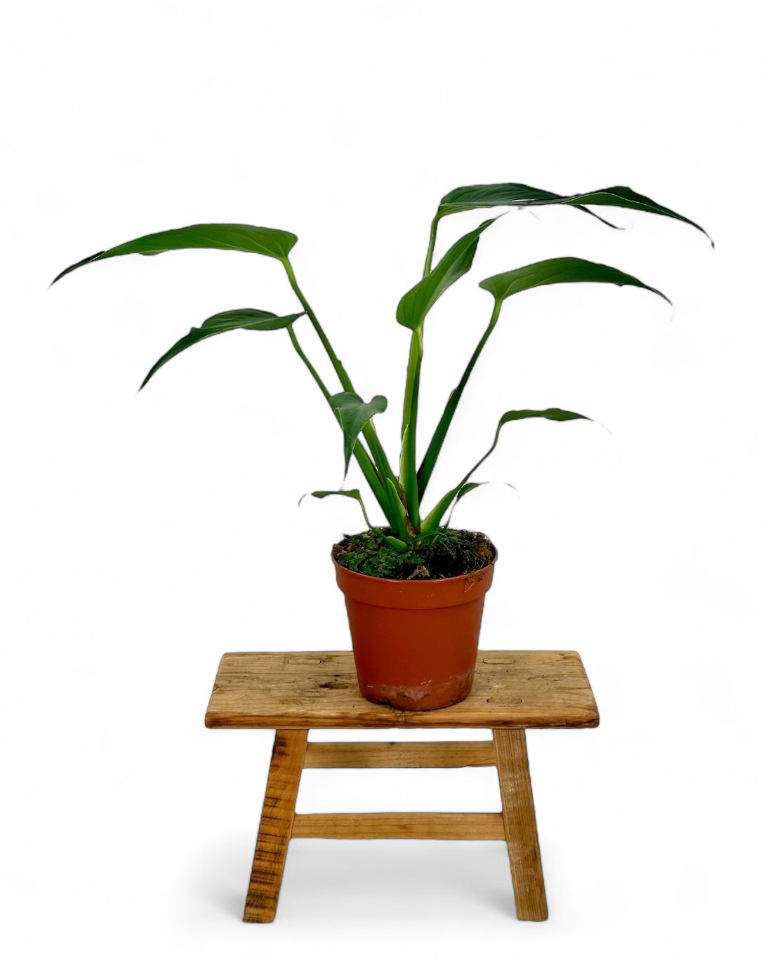 Monstera Burle Marx Flame