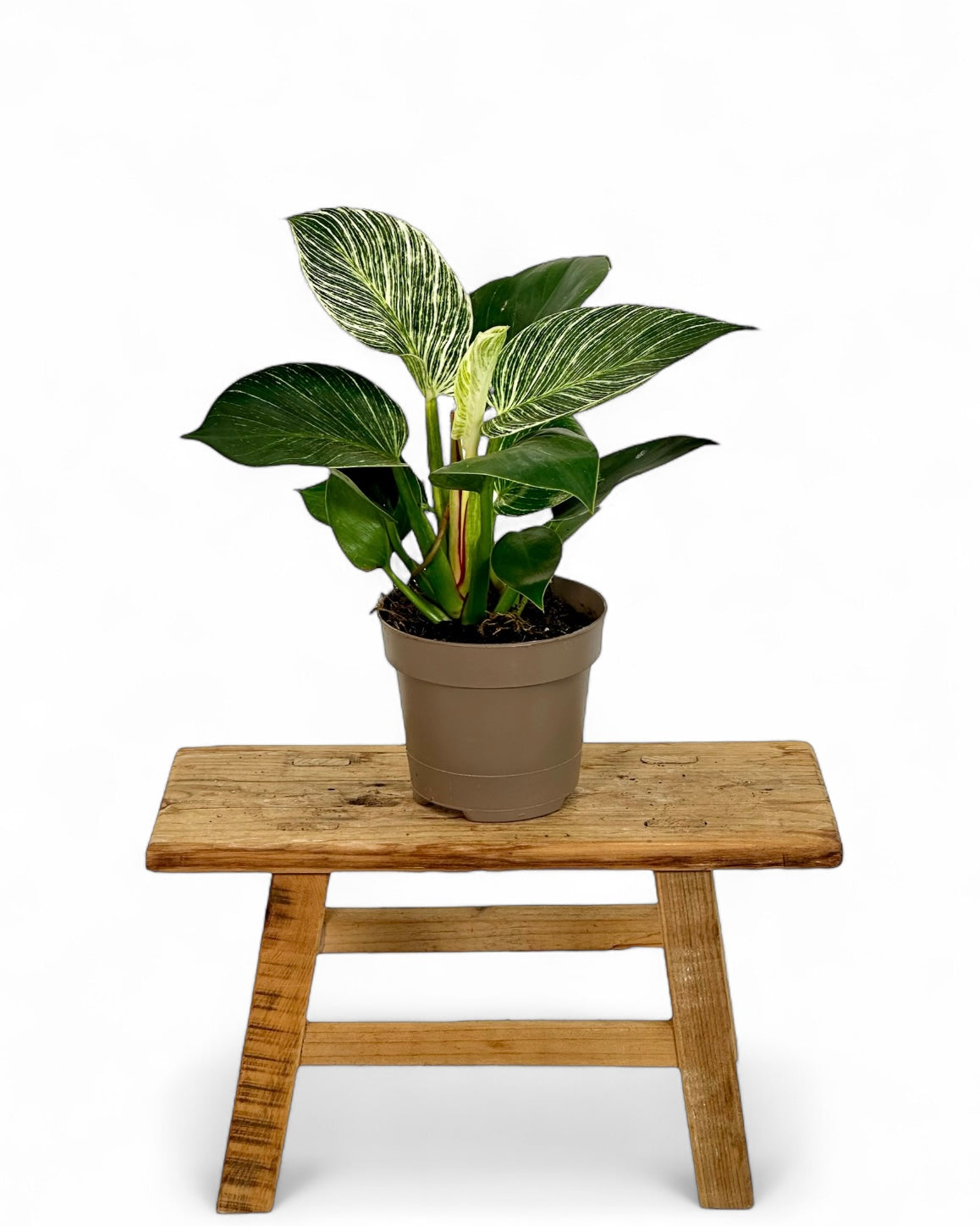 Philodendron Birkin "White Veins"