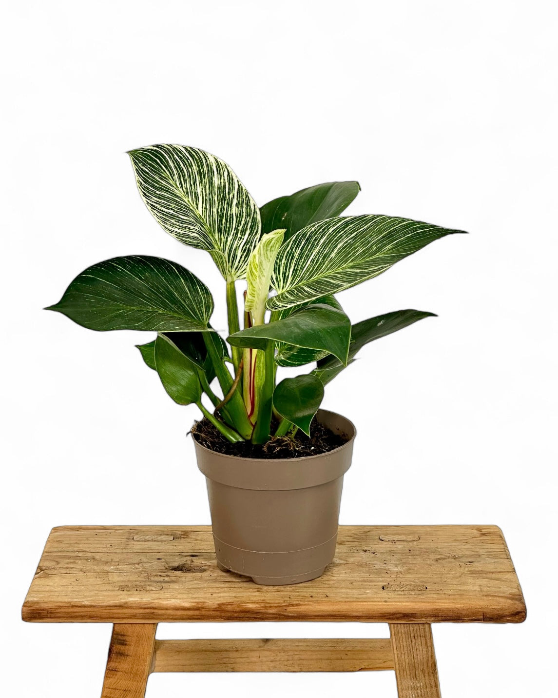 Philodendron Birkin "White Veins"