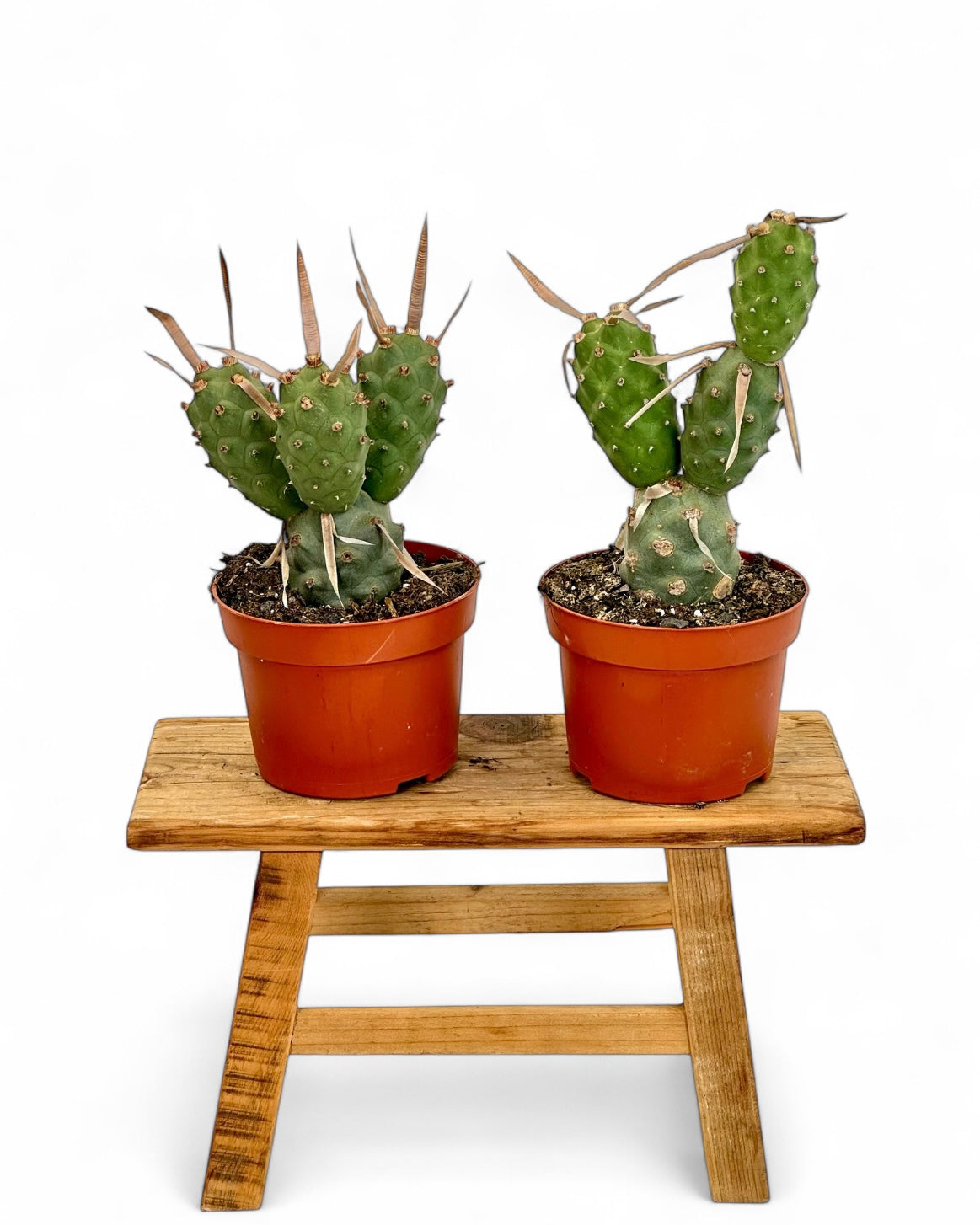 Tephrocactus Articulatus