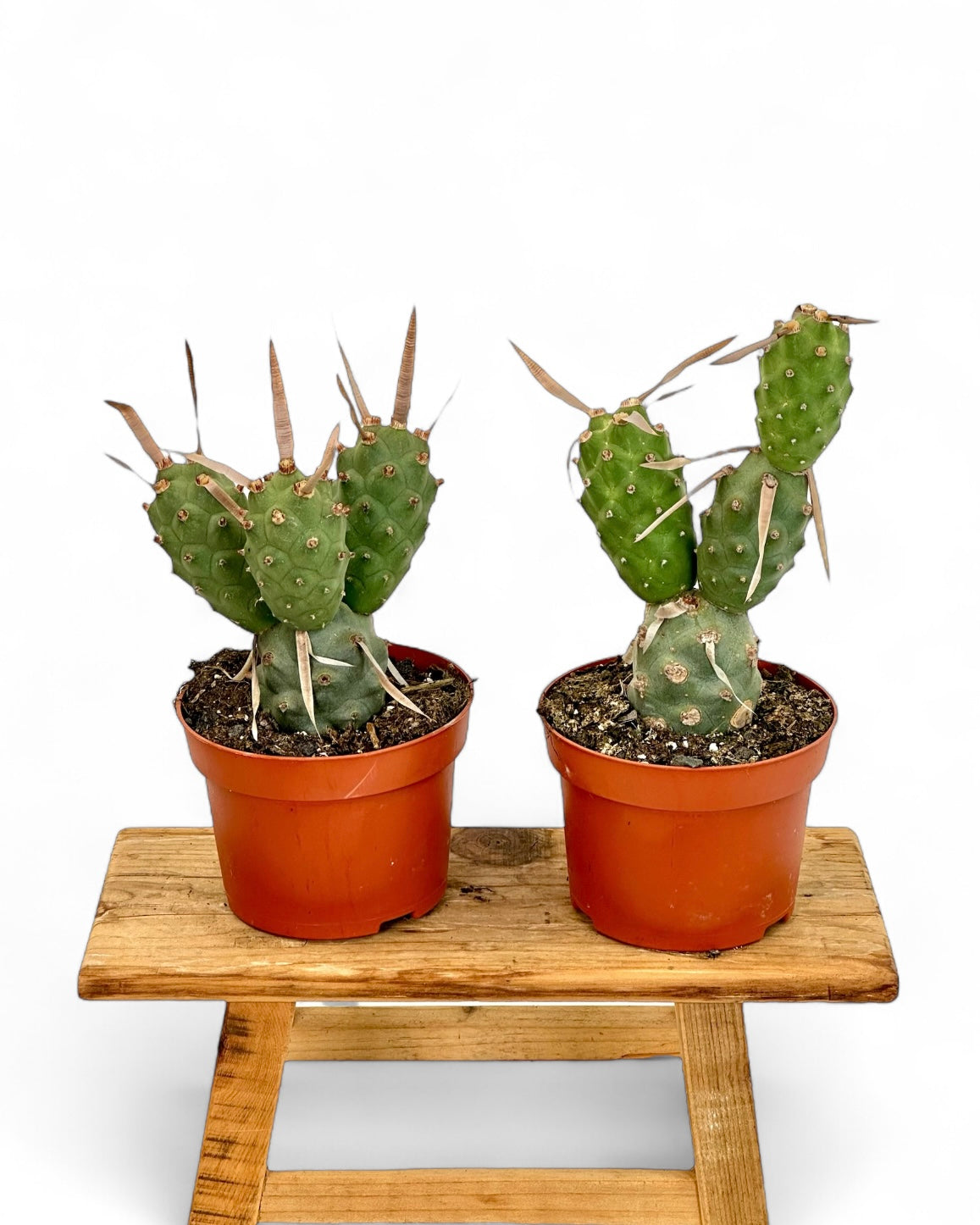 Tephrocactus Articulatus