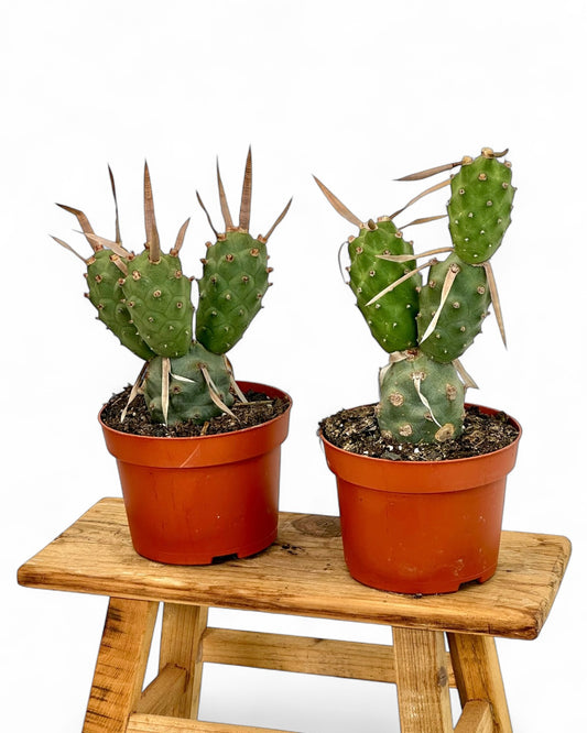 Tephrocactus Articulatus