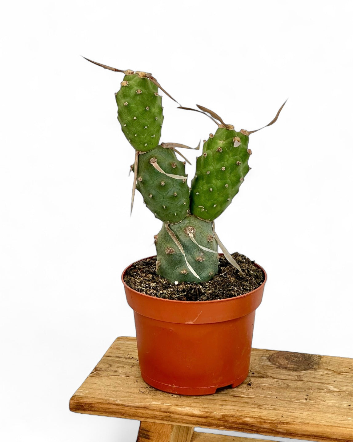 Tephrocactus Articulatus