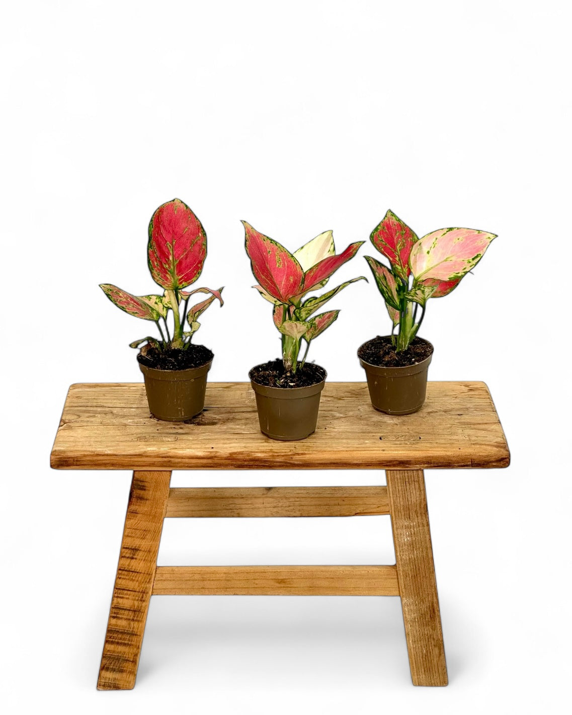 Aglaonema Pinky Promise - Baby plant