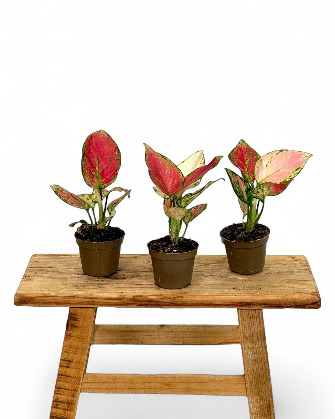Aglaonema Pinky Promise - Baby plant