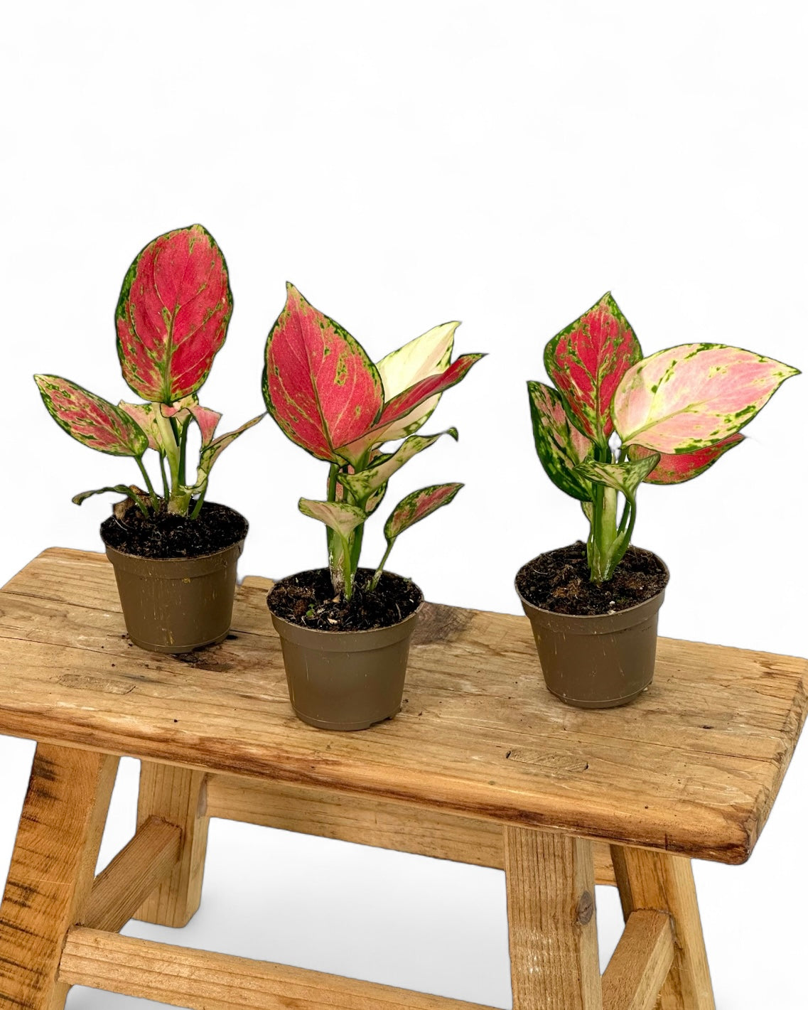 Aglaonema Pinky Promise - Baby plant