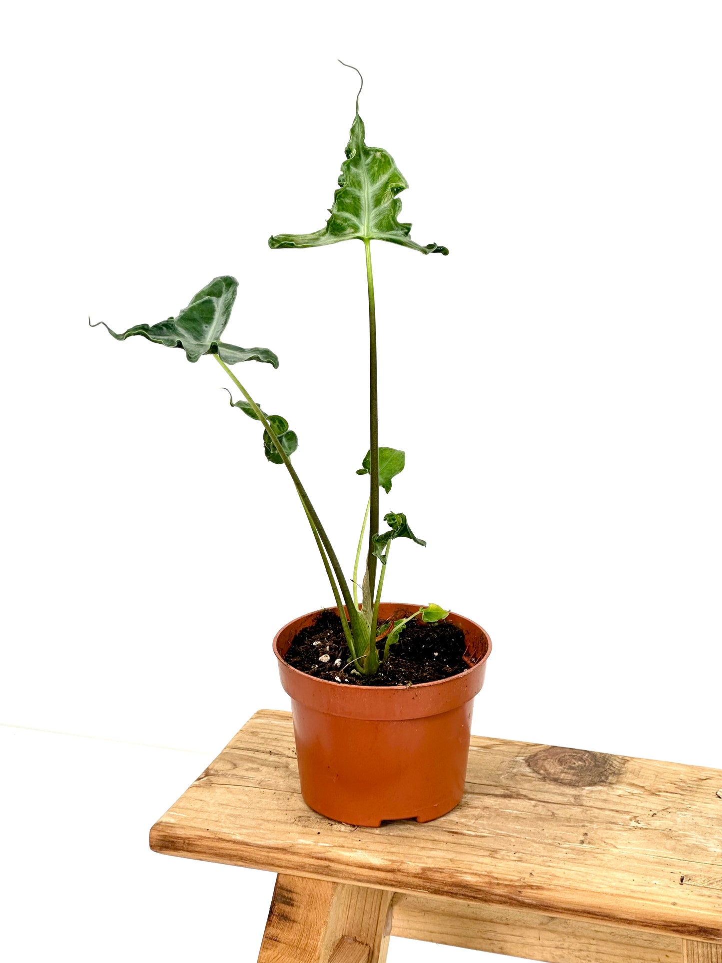 Alocasia Teletubbies