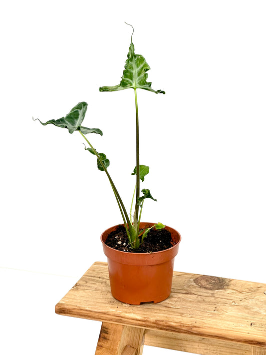 Alocasia Teletubbies