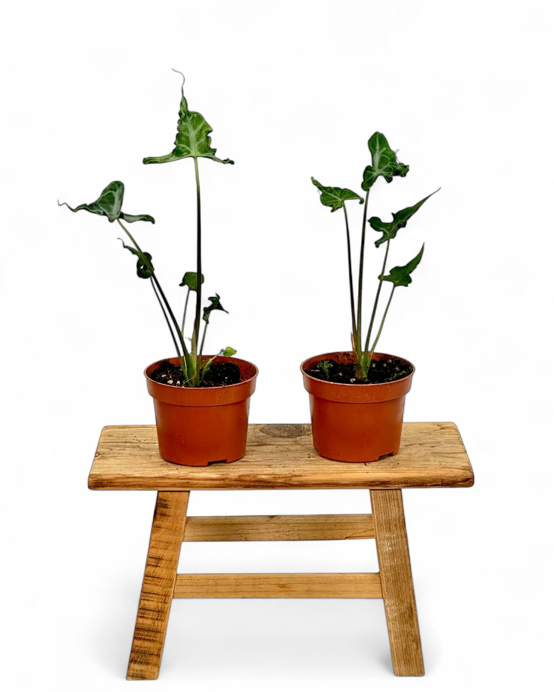 Alocasia Teletubbies