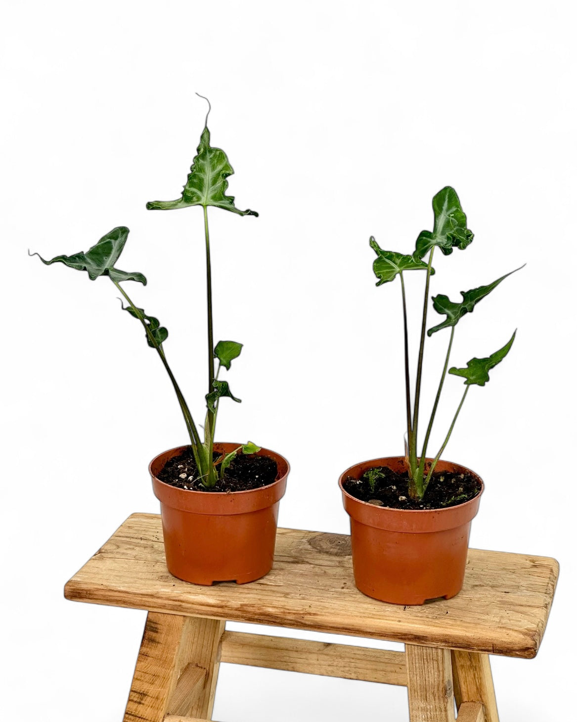 Alocasia Teletubbies
