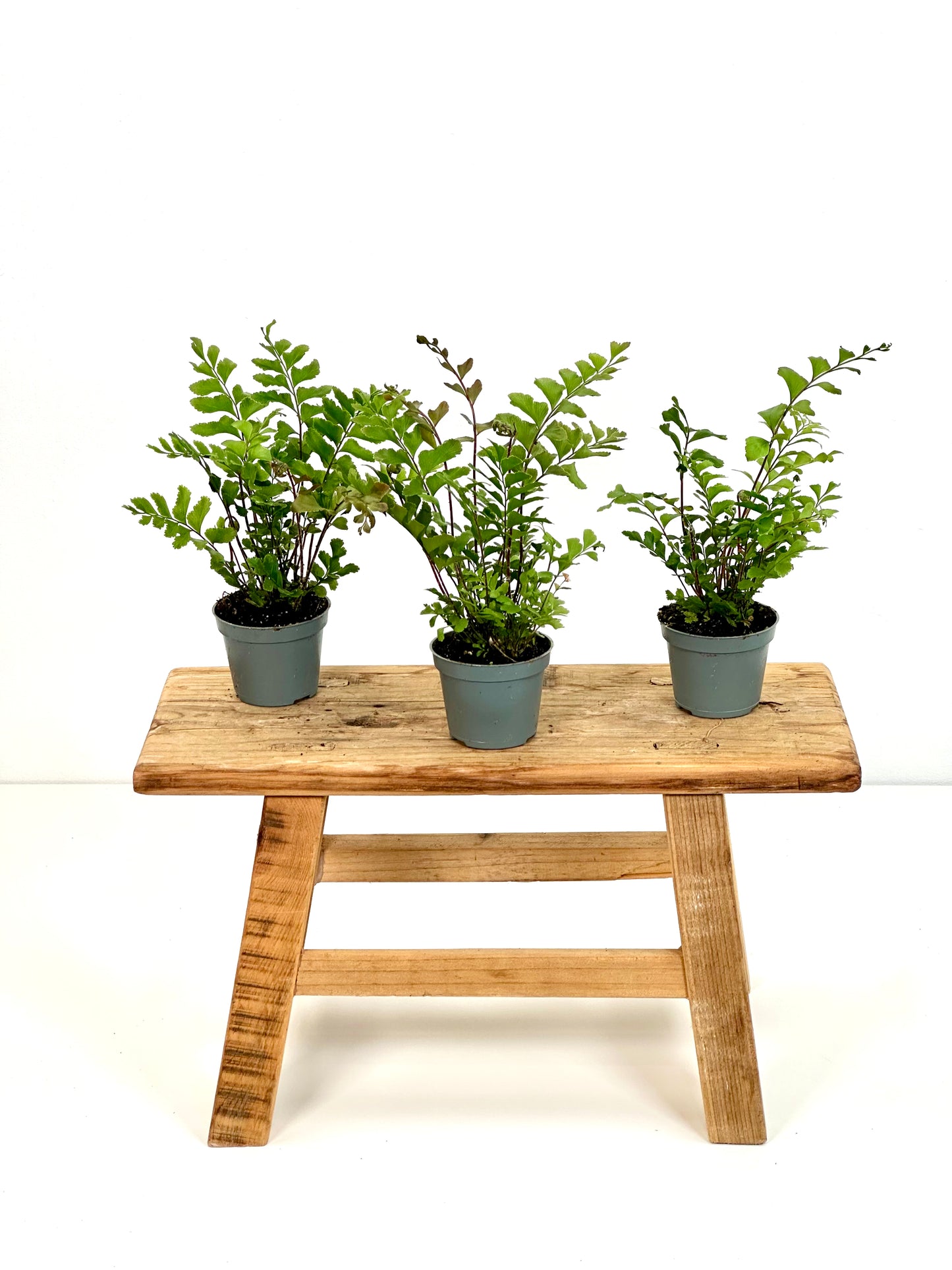 Didymochlaena Truncatula - Baby plant