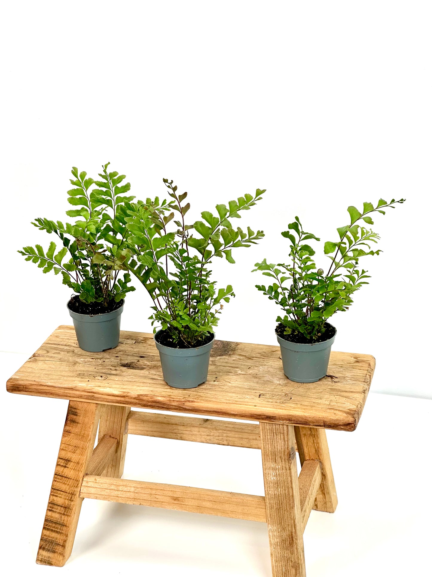 Didymochlaena Truncatula - Baby plant