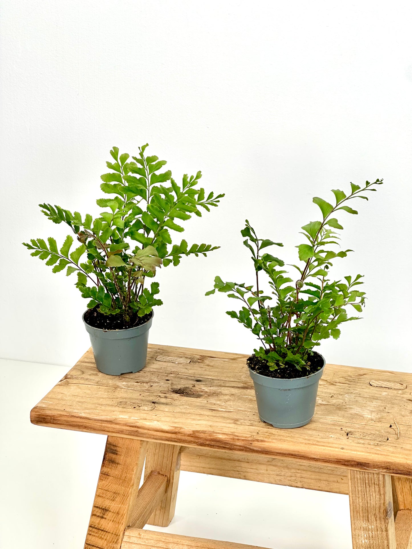 Didymochlaena Truncatula - Baby plant