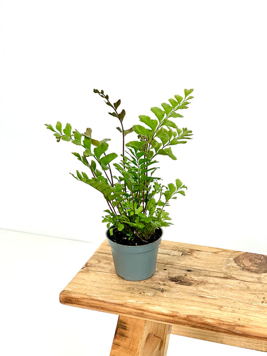 Didymochlaena Truncatula - Baby plant