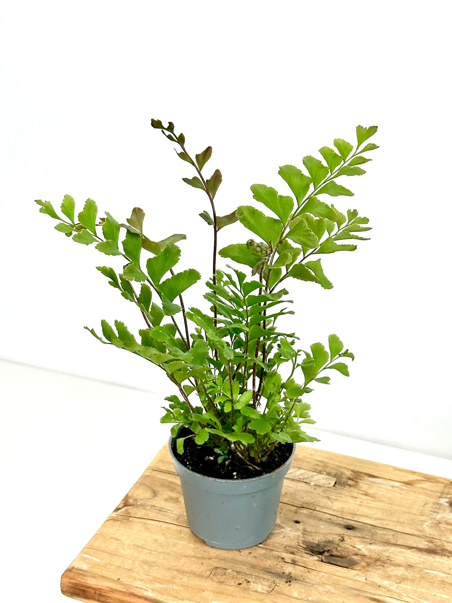 Didymochlaena Truncatula - Baby plant