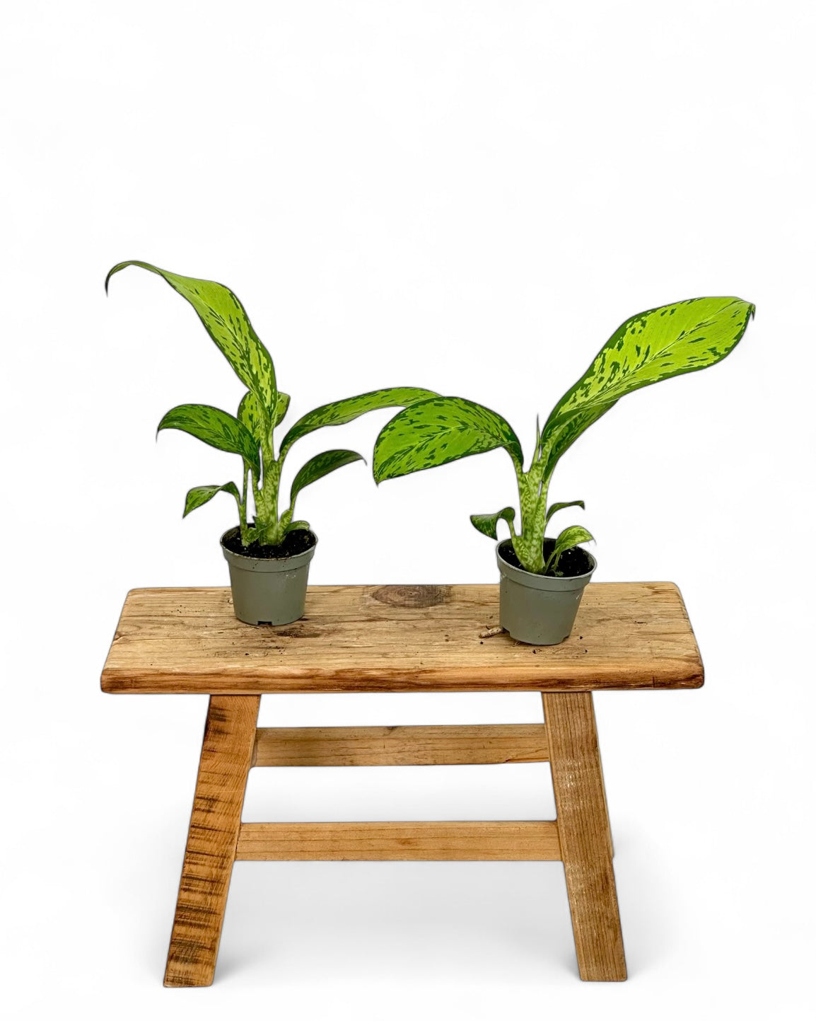 Dieffenbachia Crocodile - Baby plant