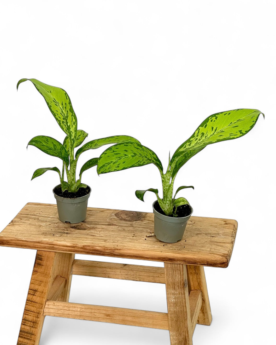 Dieffenbachia Crocodile - Baby plant