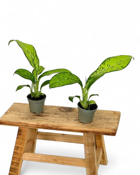 Dieffenbachia Crocodile - Baby plant