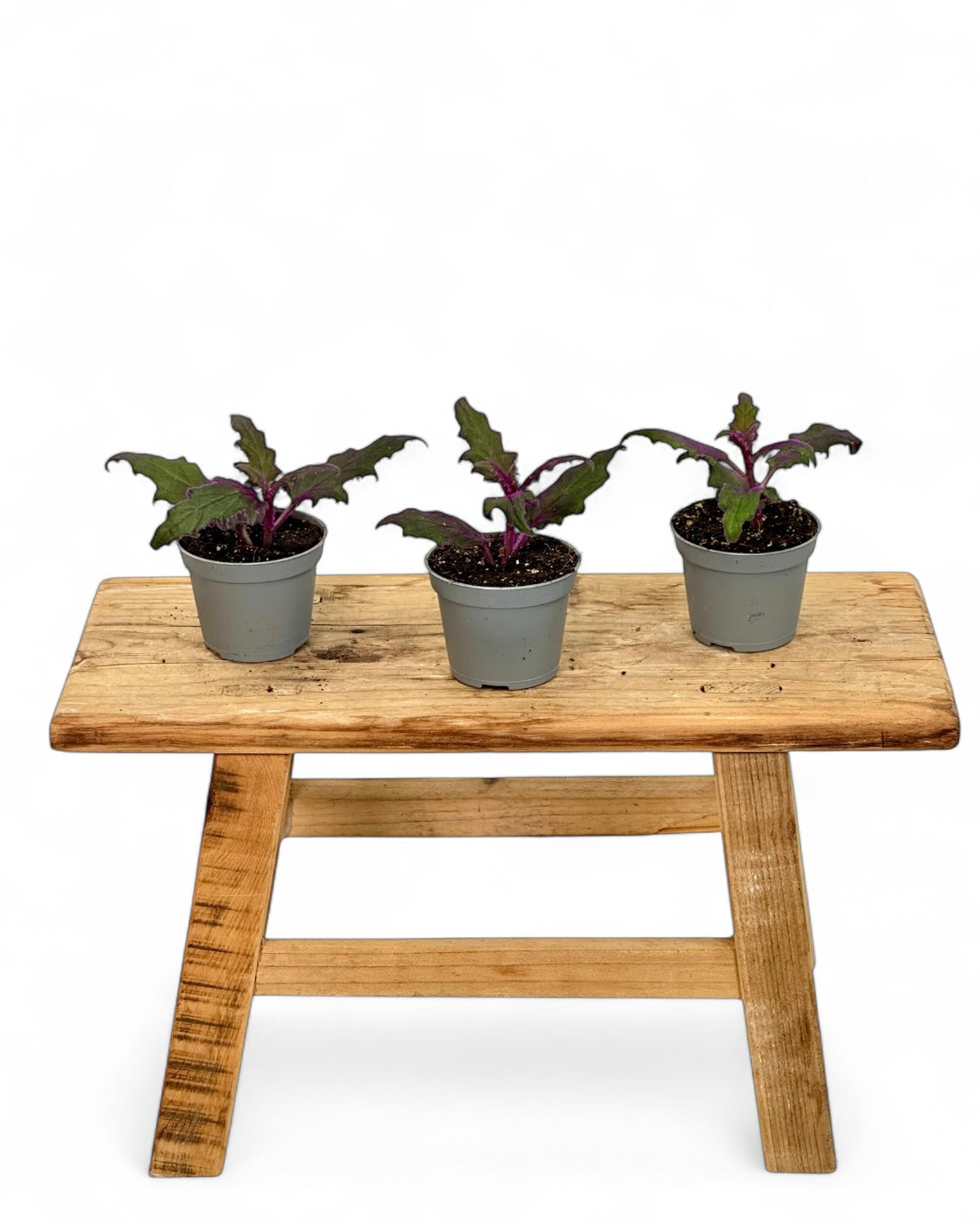 Gynura Purple Passion - Baby plant