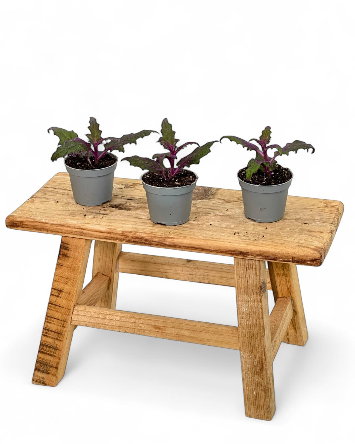 Gynura Purple Passion - Baby plant