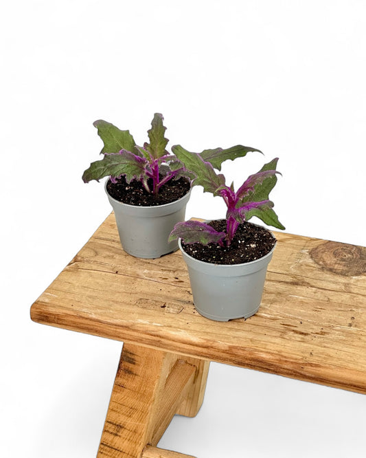 Gynura Purple Passion - Baby plant
