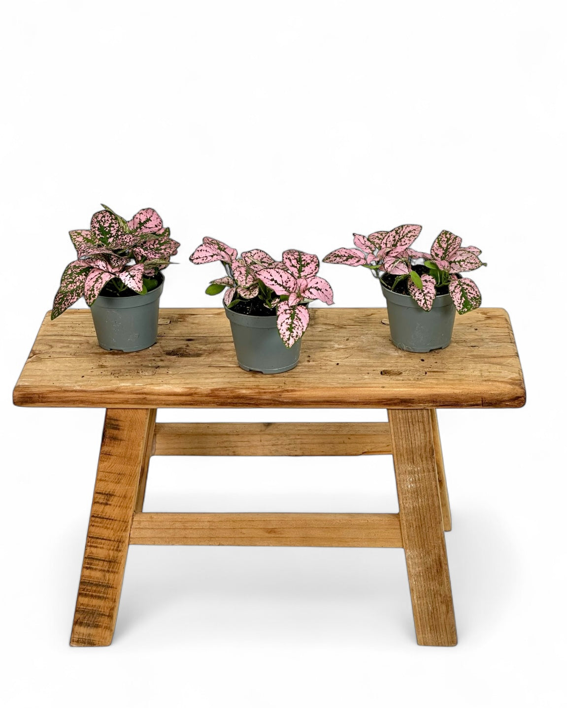 Hypoestes rose - Baby plant
