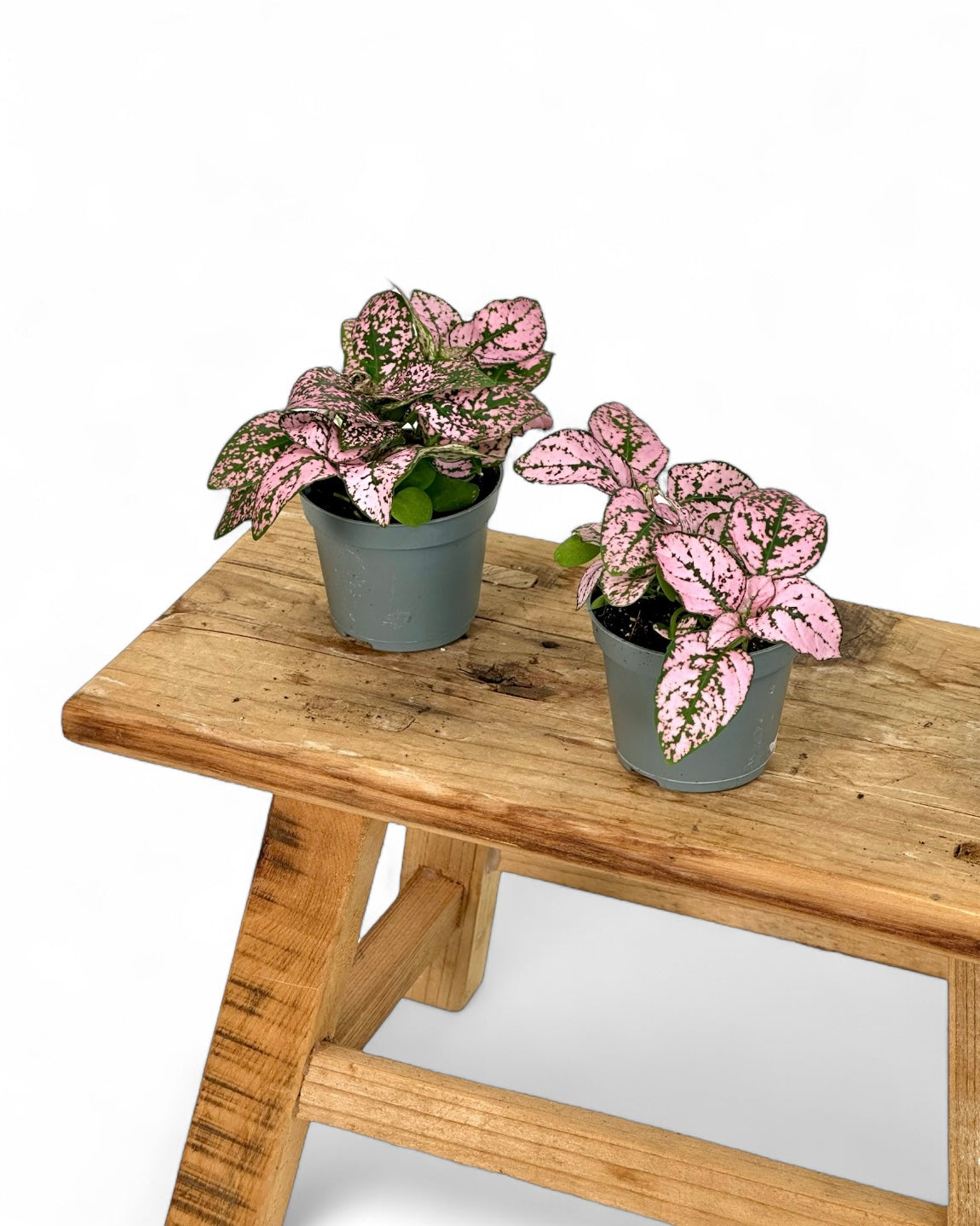Hypoestes rose - Baby plant