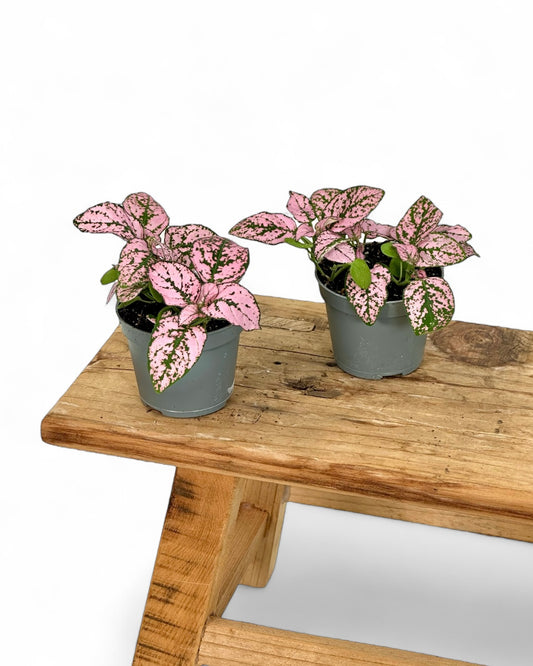 Hypoestes rose - Baby plant