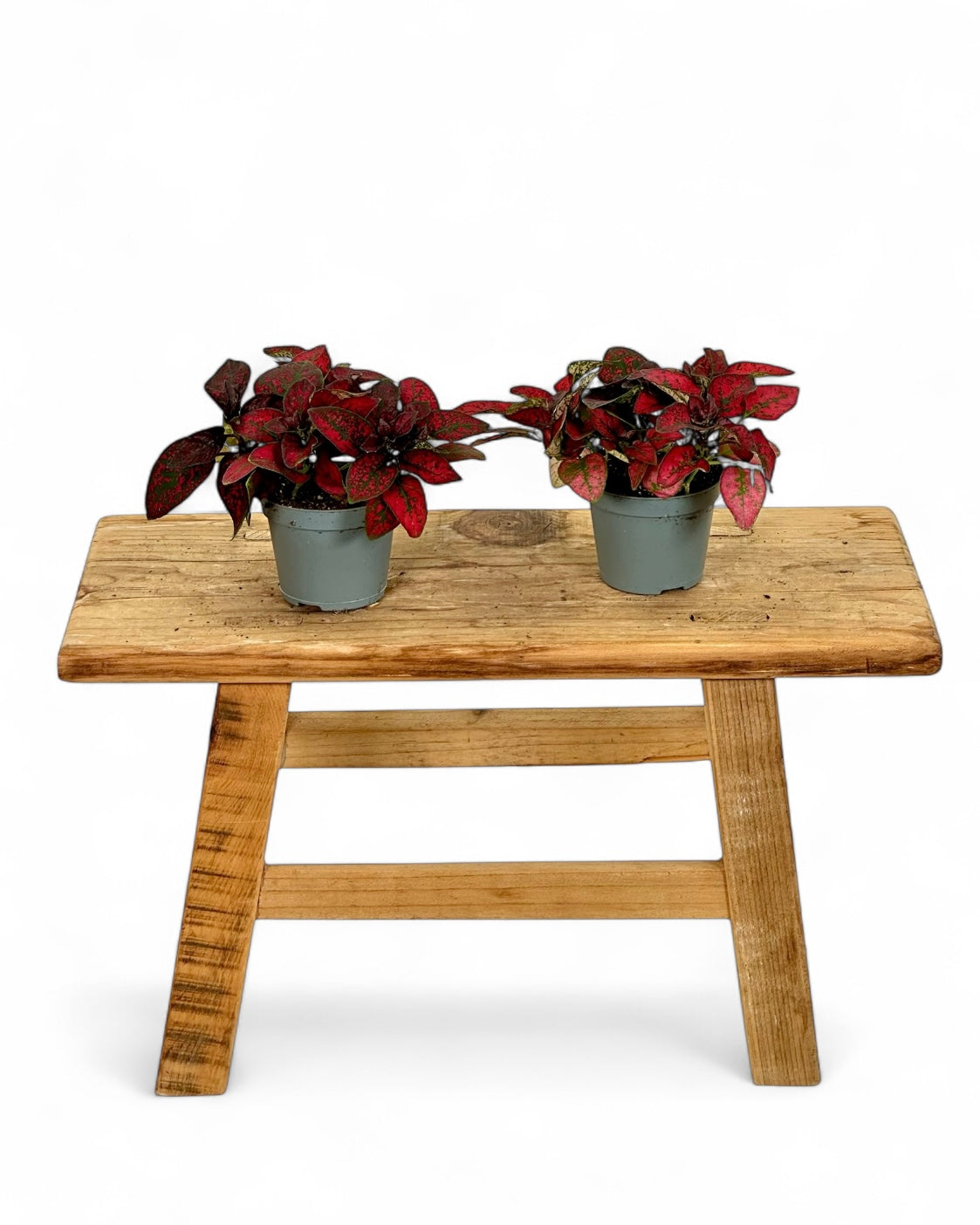 Hypoestes rouge - Baby plant