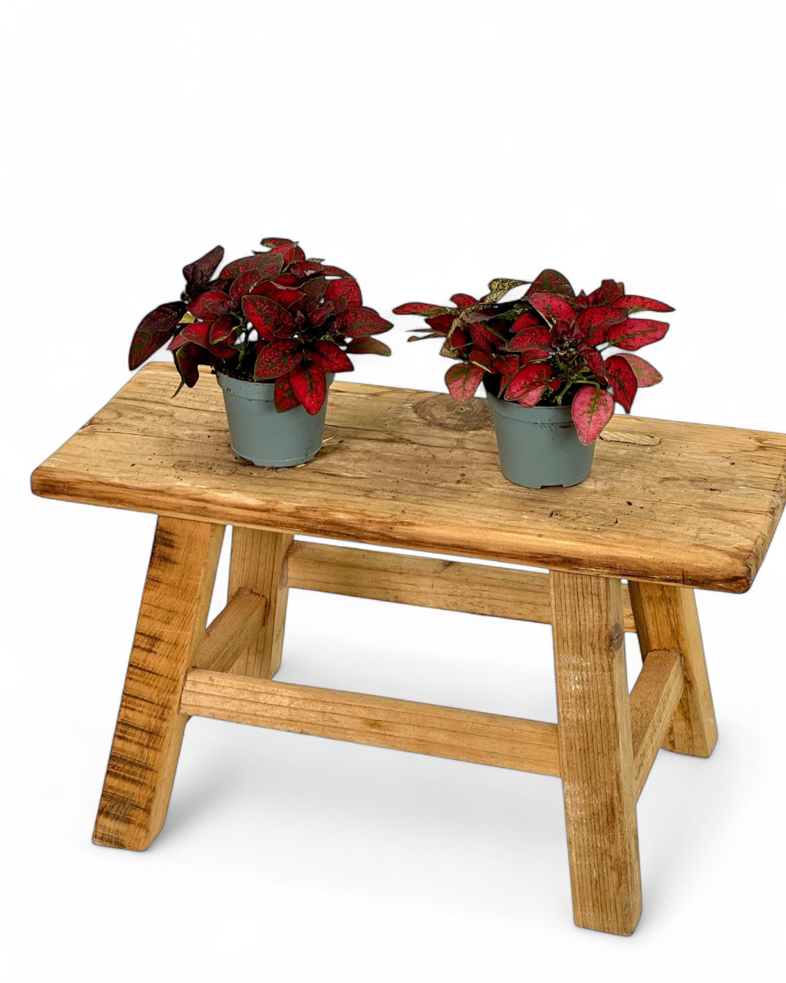 Hypoestes rouge - Baby plant