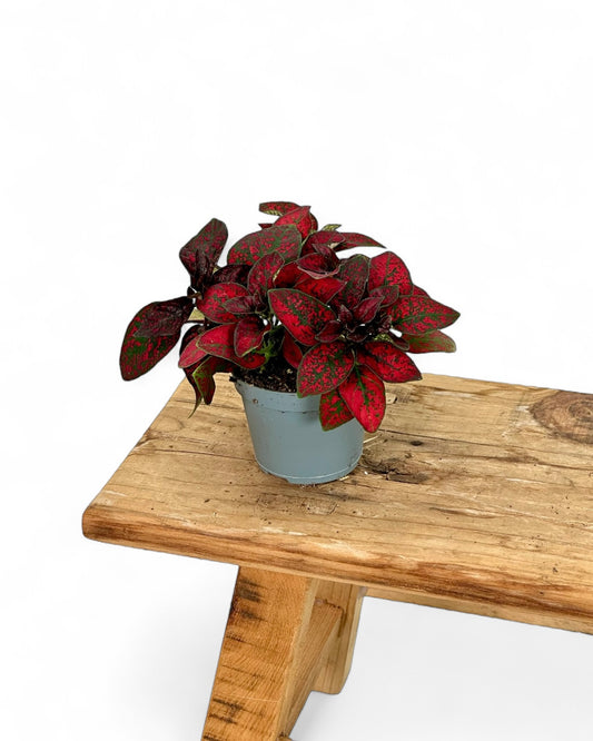 Hypoestes rouge - Baby plant