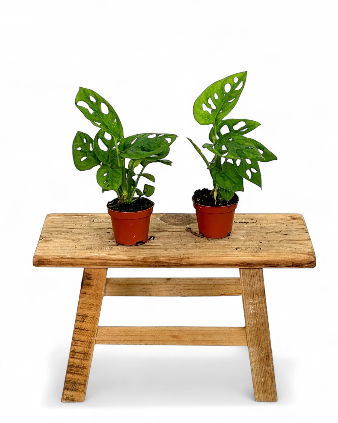 Monstera Obliqua Leichtlinii - Baby plant