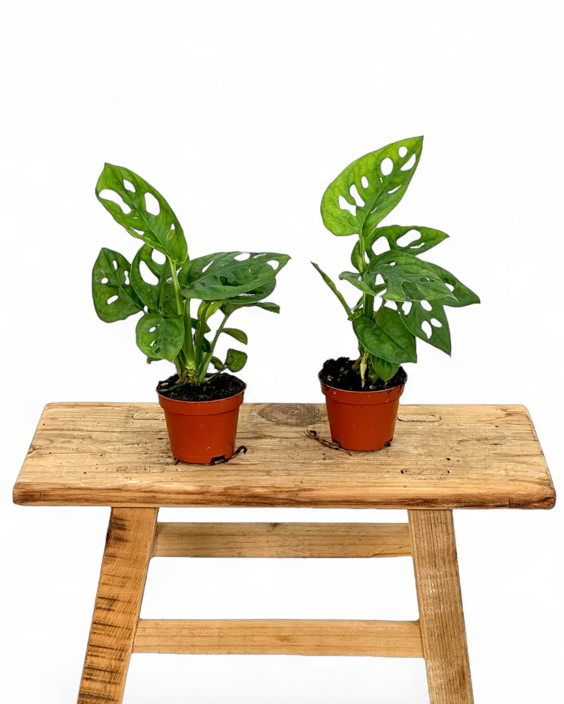 Monstera Obliqua Leichtlinii - Baby plant