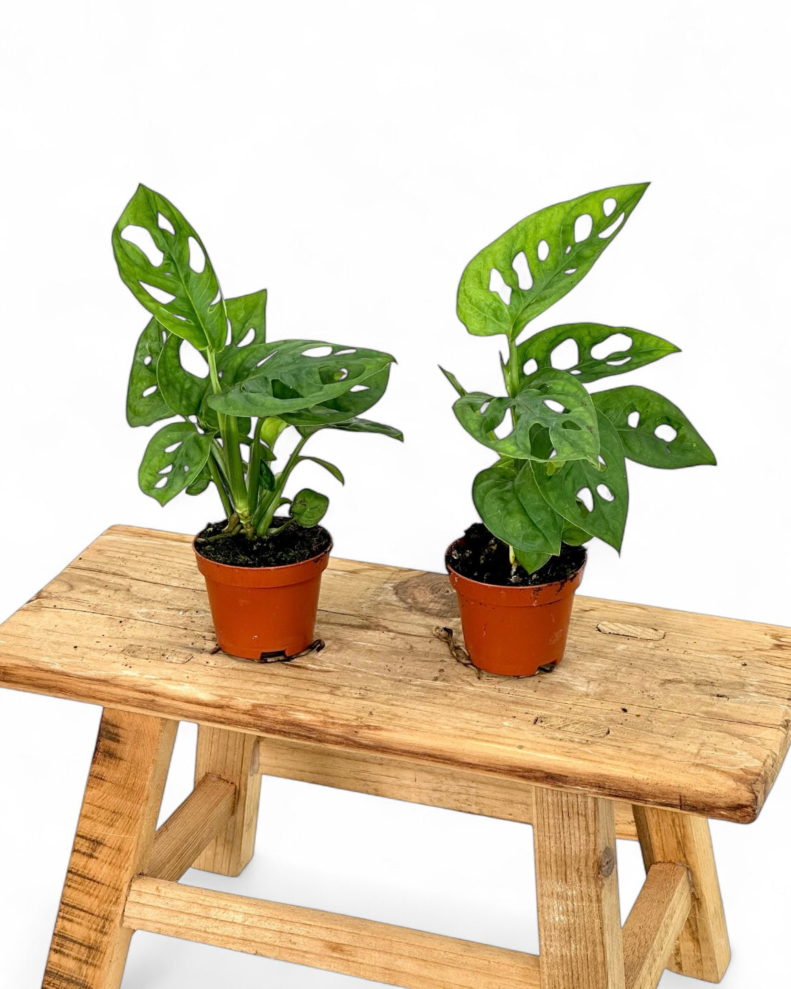 Monstera Obliqua Leichtlinii - Baby plant