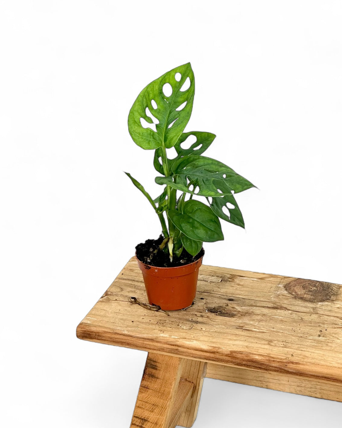 Monstera Obliqua Leichtlinii - Baby plant