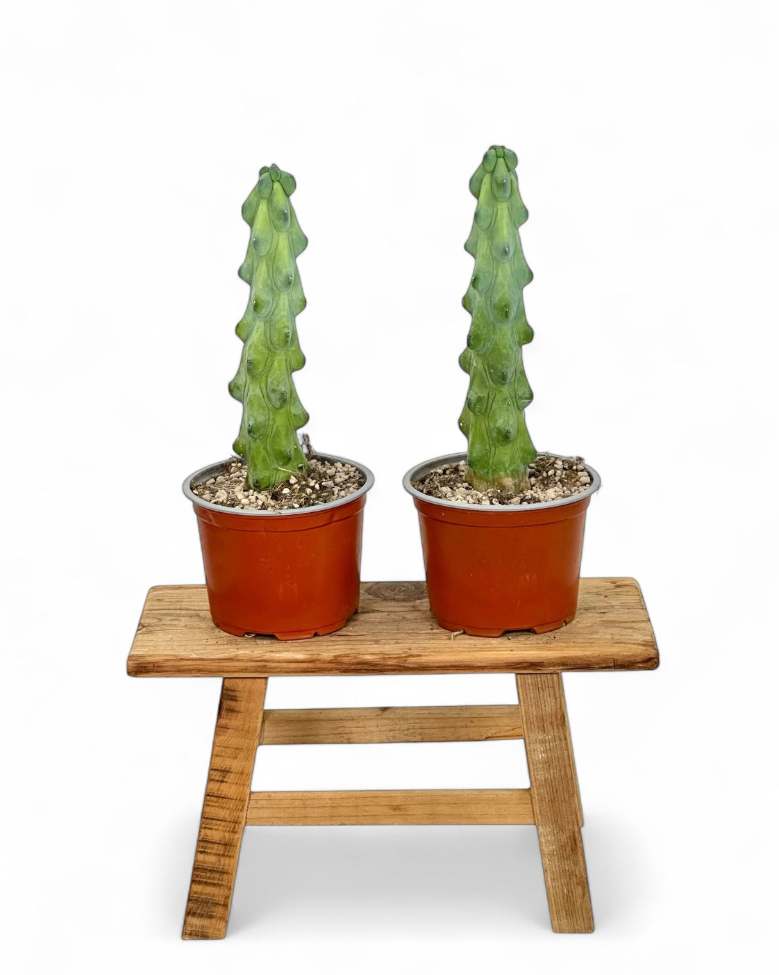 Myrtillocactus Geometrizans Fukurokuryuzinboku - Boobie Cactus